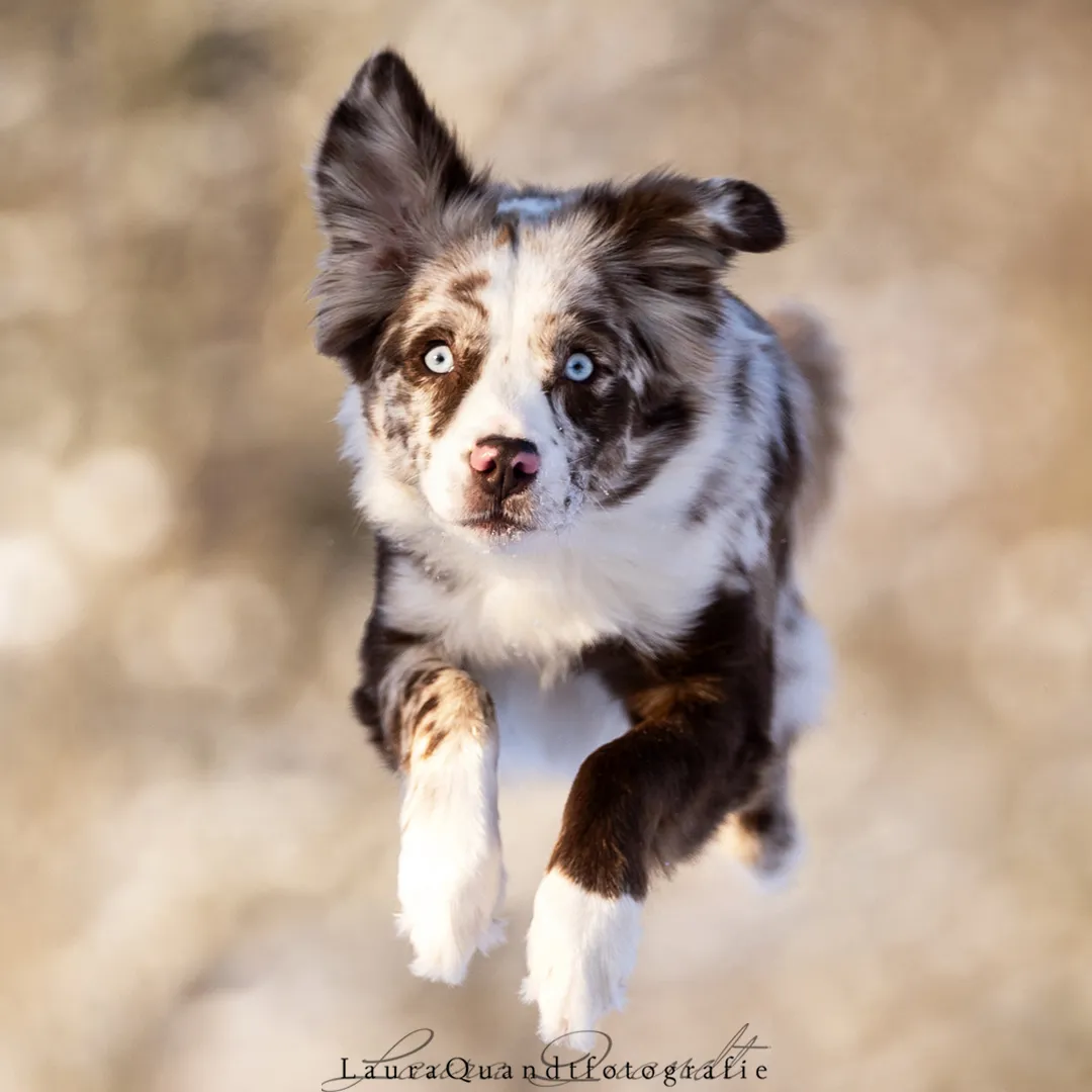 Antiheldenhund beim Training auf der Wiese