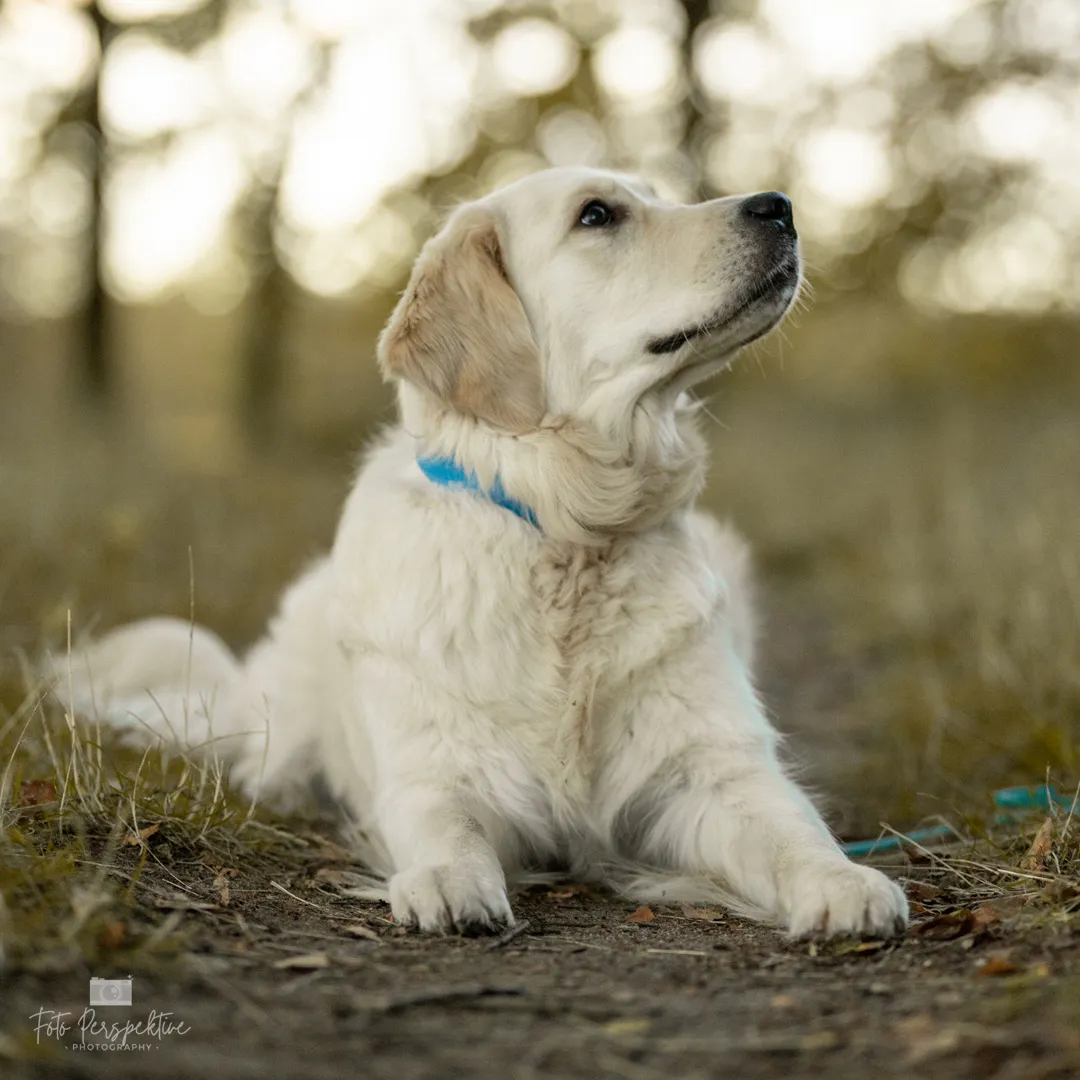 Antiheldenhund im Portrait
