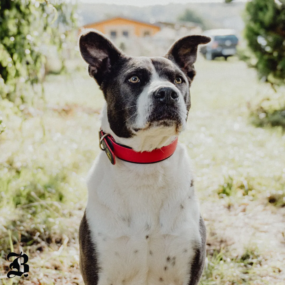 Antiheldenhund beim Spaziergang