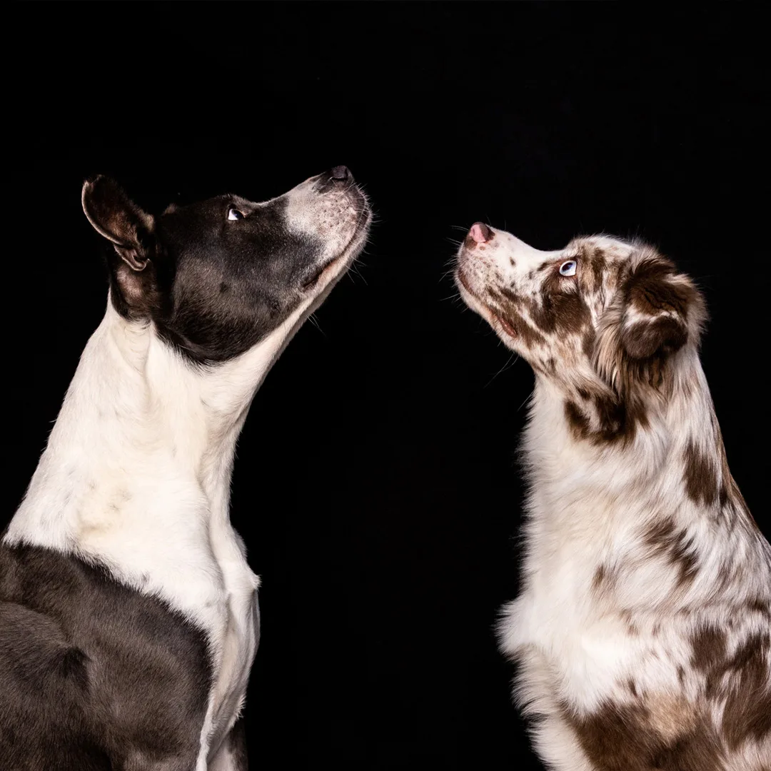 Die Antiheldenhunde Liz und My