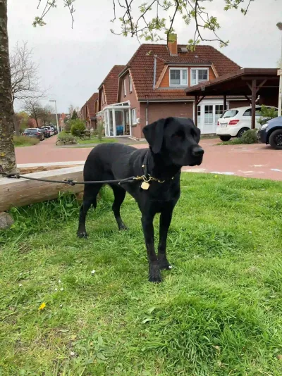 Foto von Martin & Svenja mit Bailey