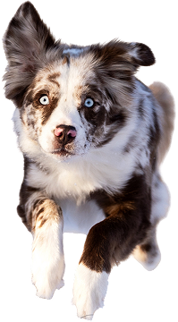 Star Dog